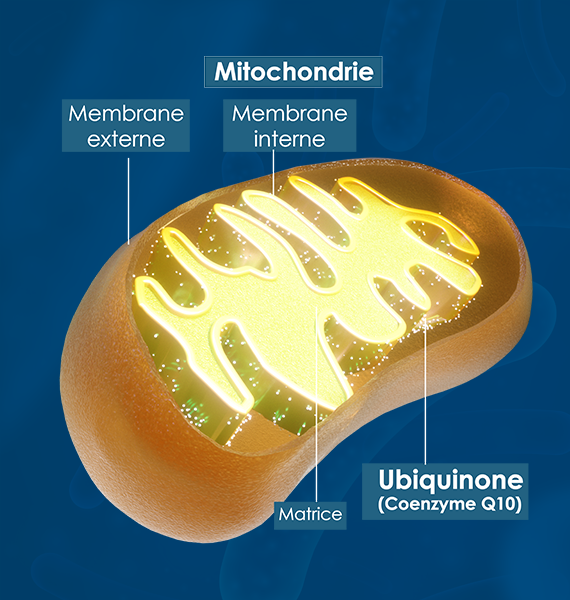le corps humain fabrique du Q10
