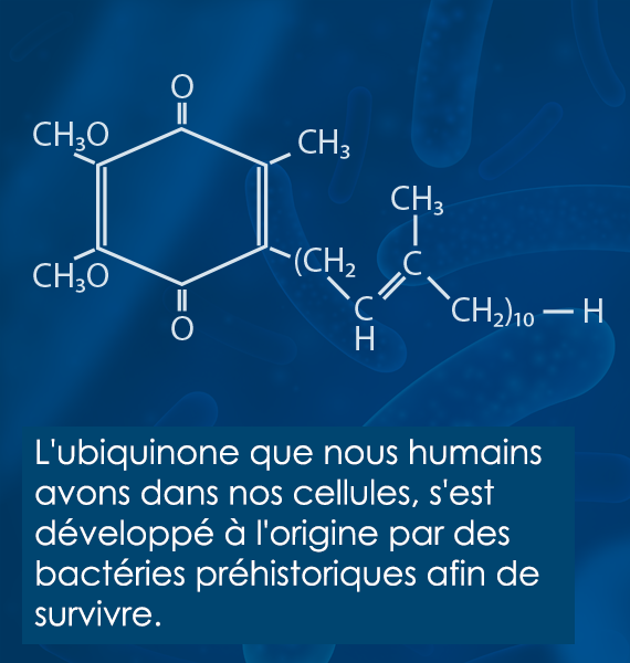 coenzyme Q10 pour l’énergie des cellules